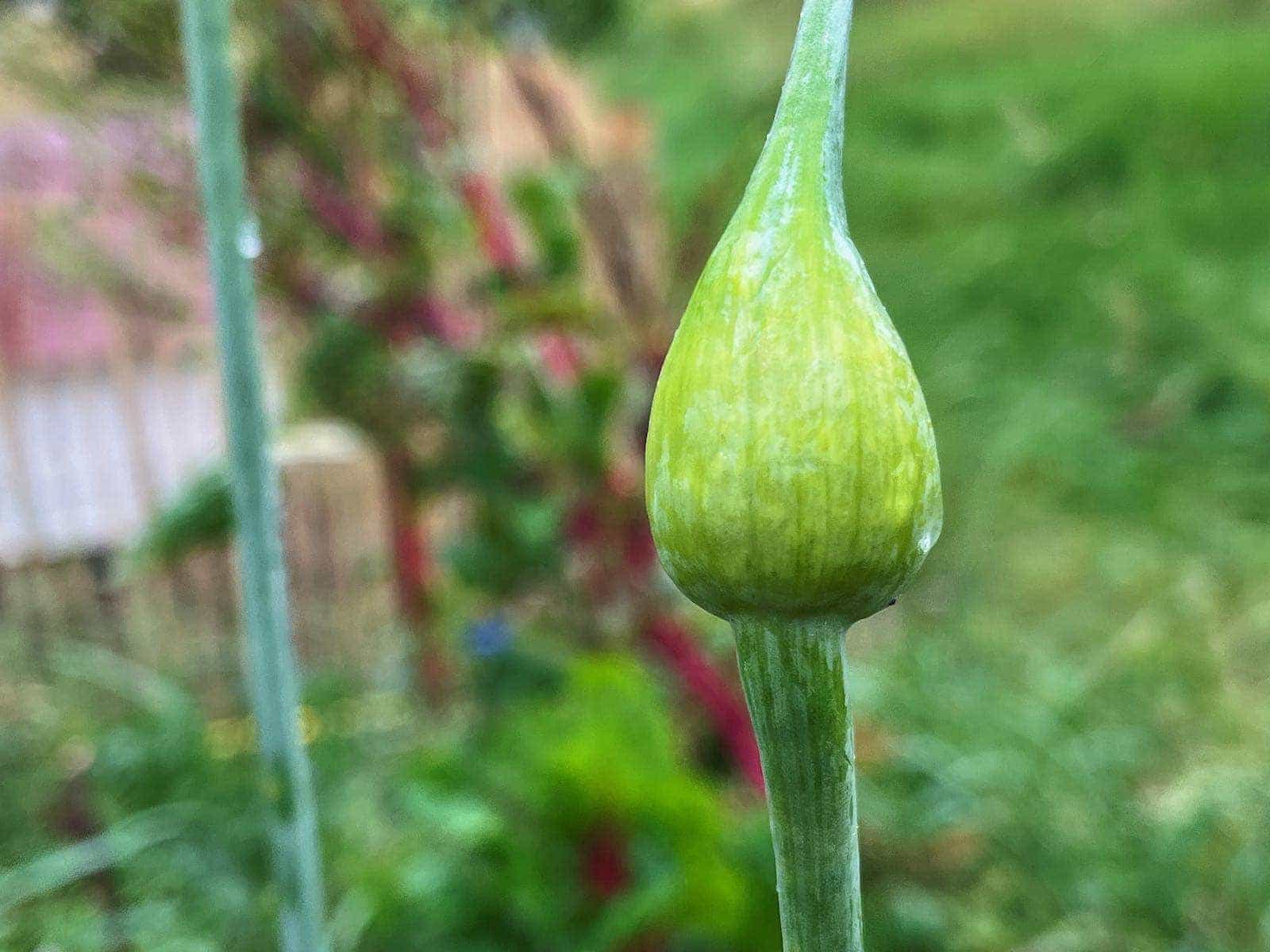 Des nouvelles du jardin