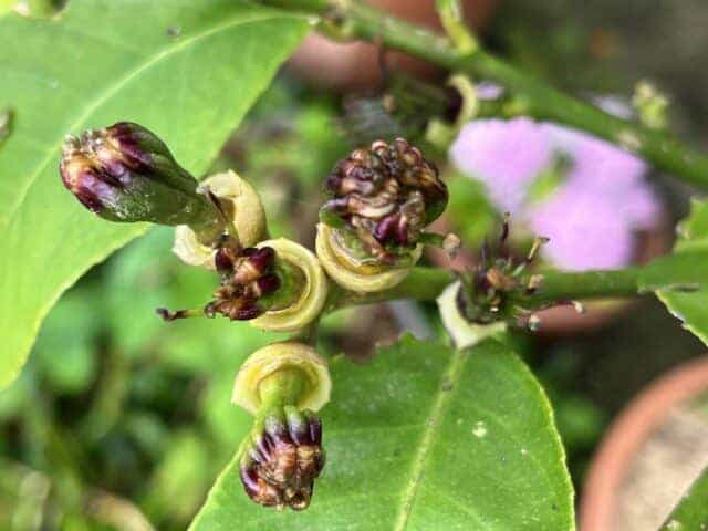 Jardin, permaculture et dérèglement climatique
