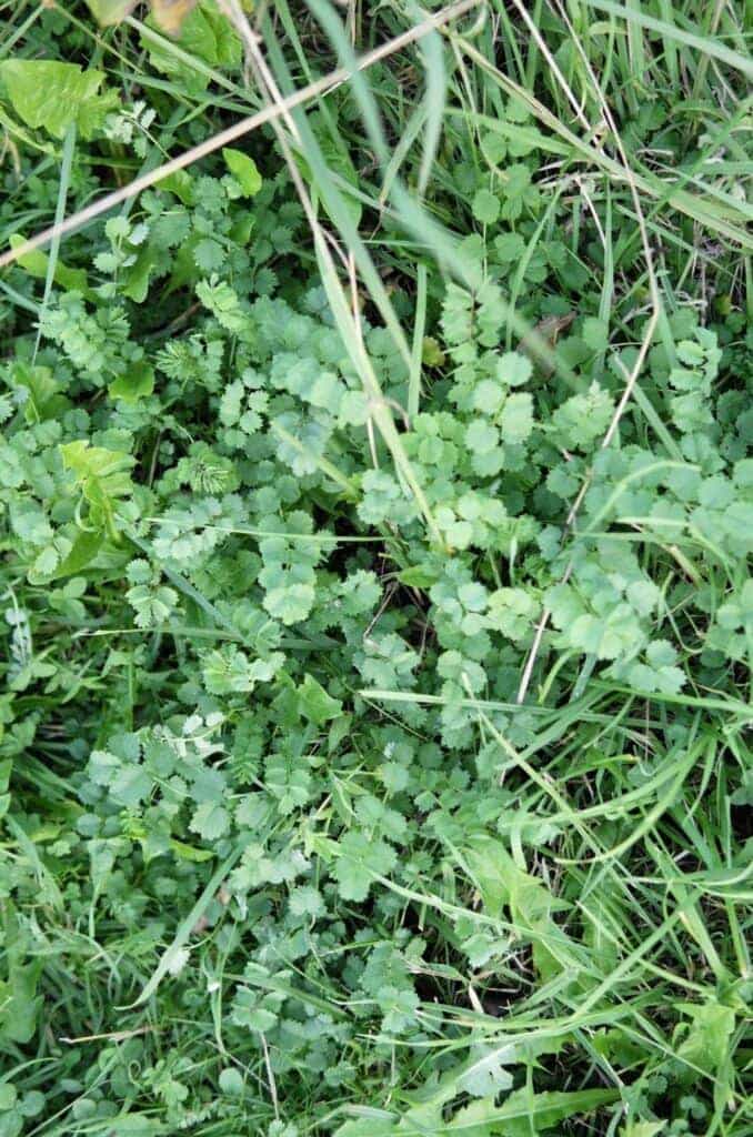 Quelques plantes vertes…