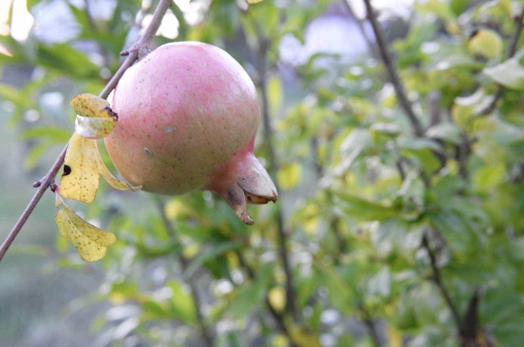 À l&rsquo;automne