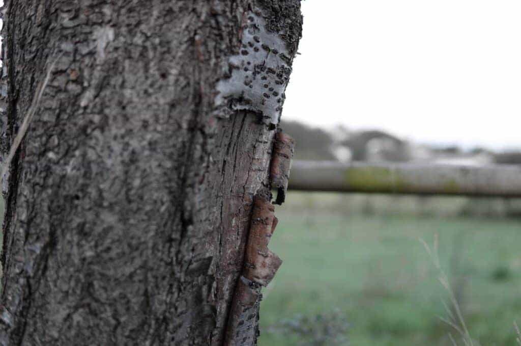 L'écorce du cerisier part en lambeau et monter le bois de l'arbre.