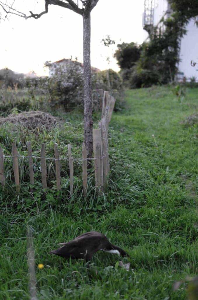 Coin et coin au coin de la barrière qui protège les bacs de cultures de leurs becs.
