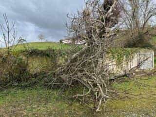 Le figuier git dans la cours après la tempête, le long du mur.
