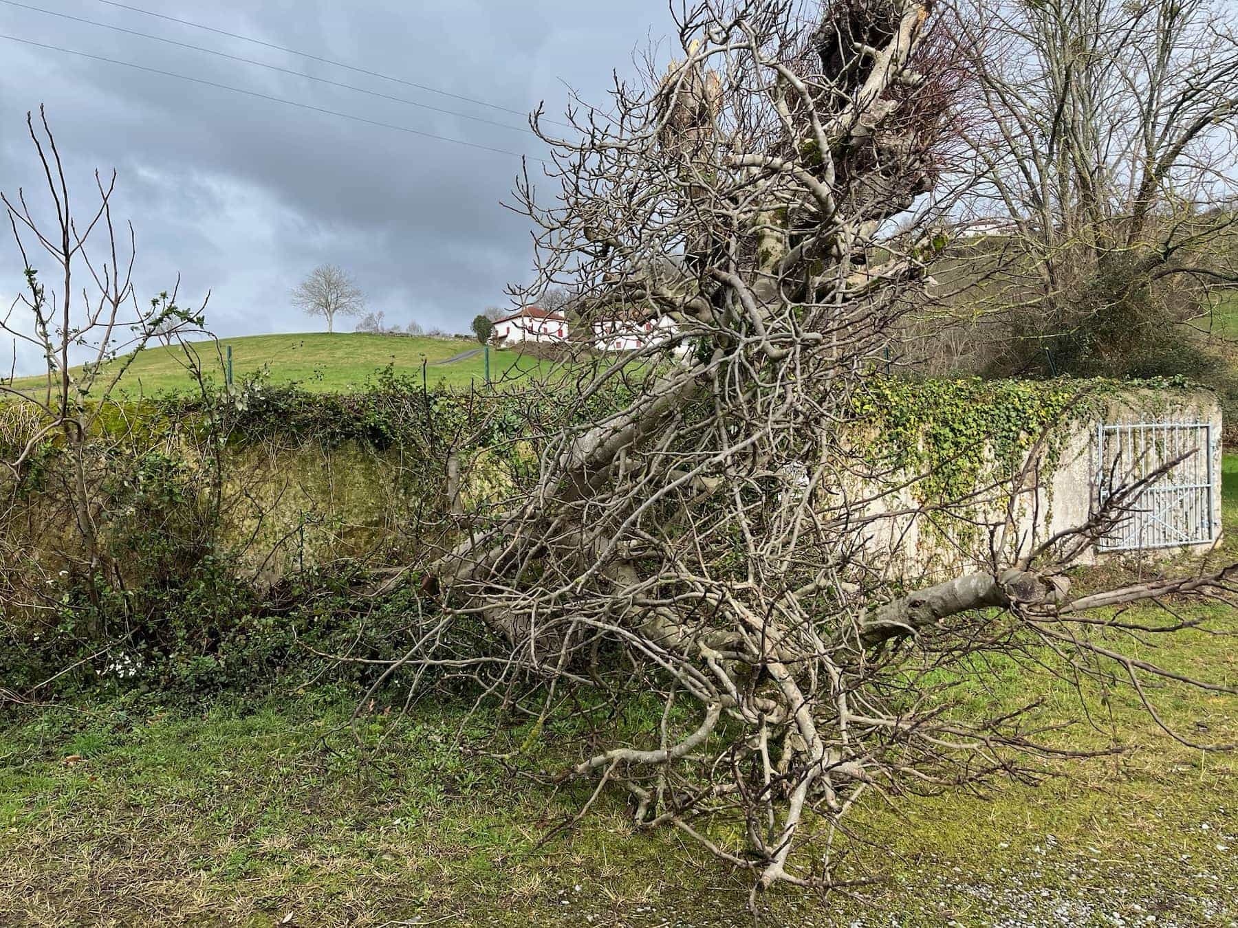 Le figuier et la tempête