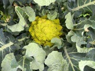 Un chou romanesco, dont on voit bien la tête jaune, verte
