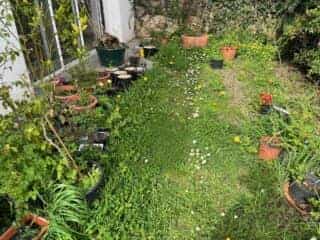 Vue de la pépiniére, des pots avec diverses plantation sont disposés en bazar sur l'herbe devant la grange