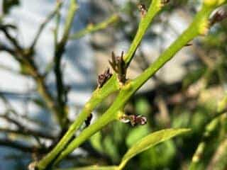 branche verte d'agrume avec des mini feuilles rouge noire