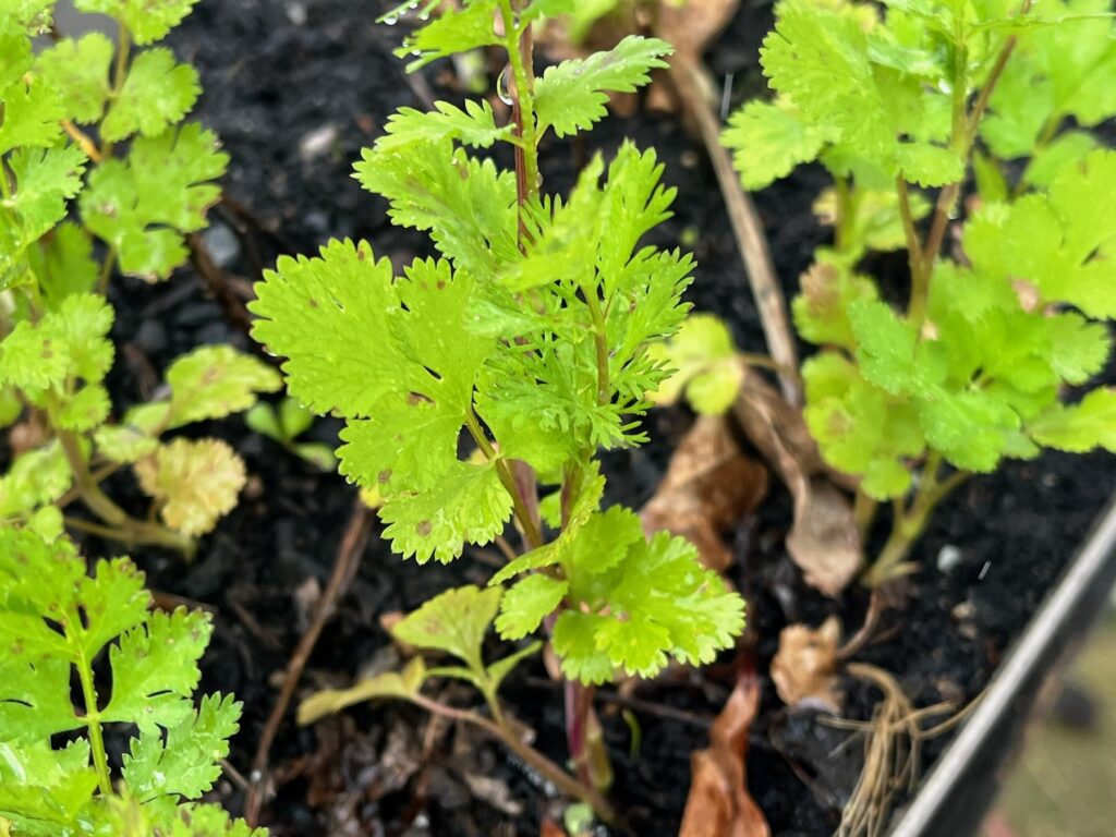Petite feuille vert tendre de ciboulette dans une jardinière