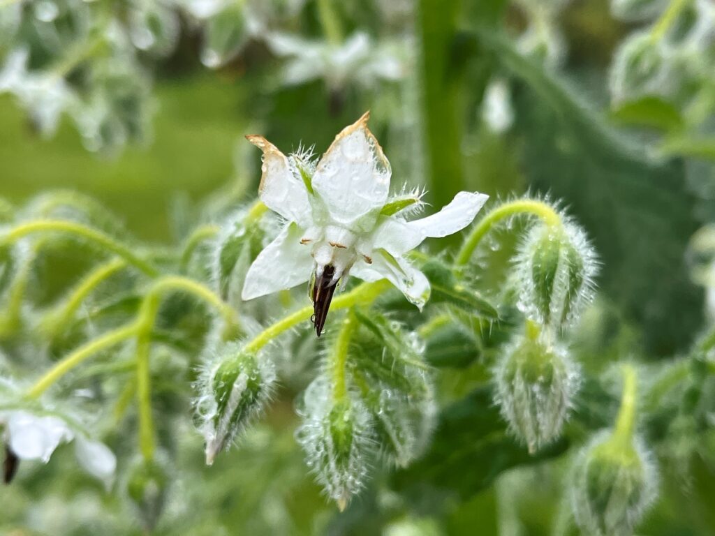 fleur blanche de bourrache