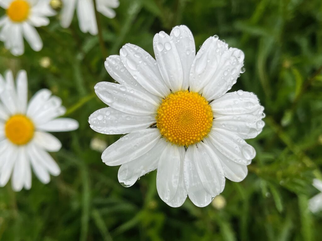 Fleur jaune et blanche avec des gouttes d'eau