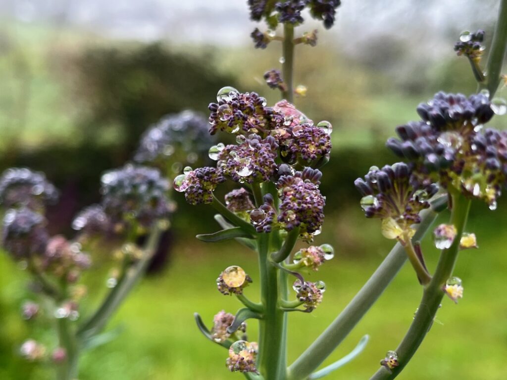 Bouquet de chou kale