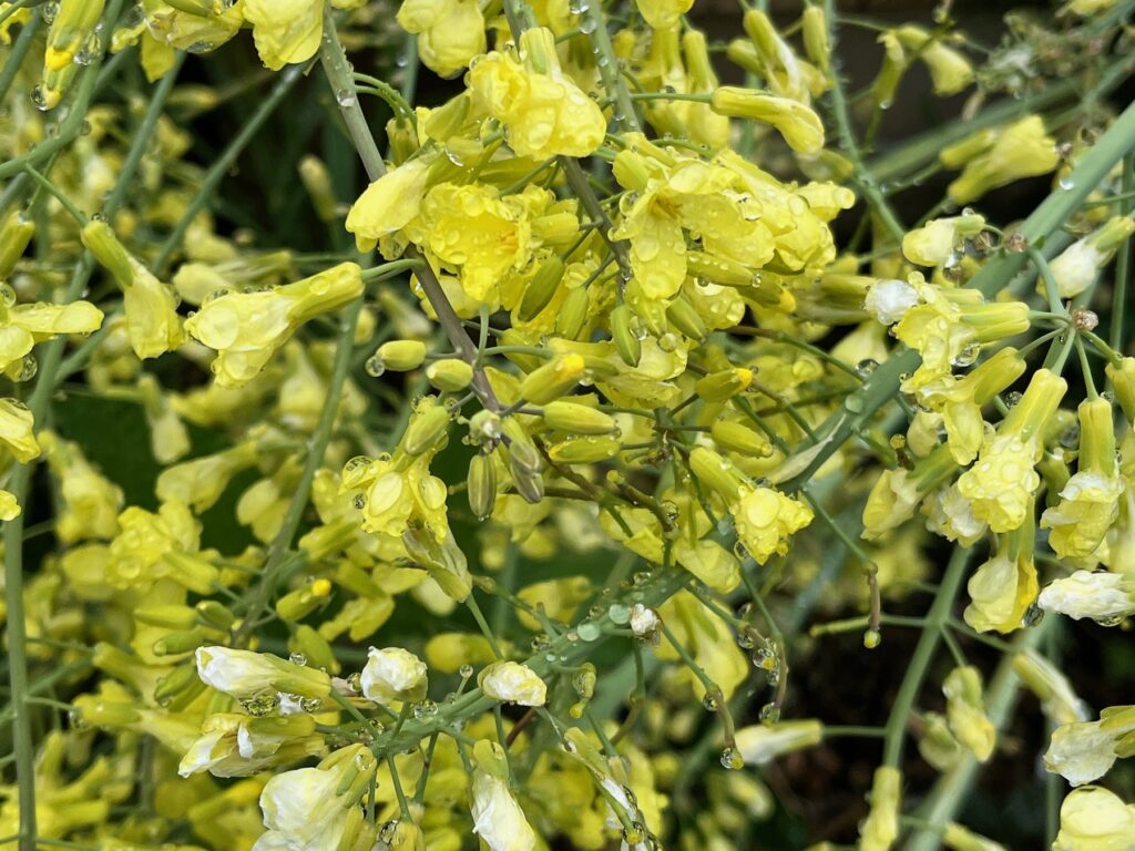 Les petites fleurs jaunes du chou en fouillis