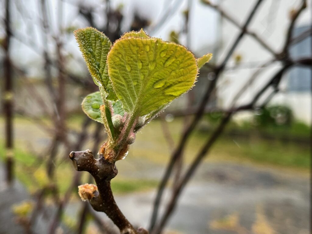 Feuille de kiwi en contre-jour avec quelques gouttes