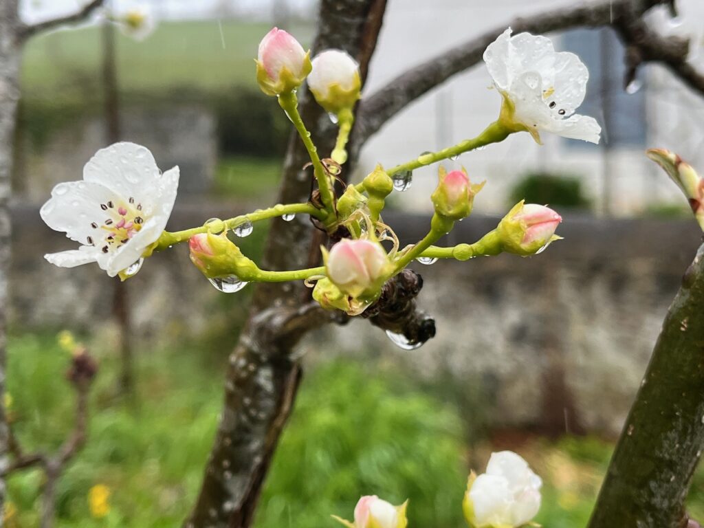 Délicates fleurs de nashi blanche et rose sous pluie