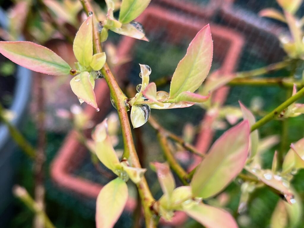 Petite feuilles de myrtilles