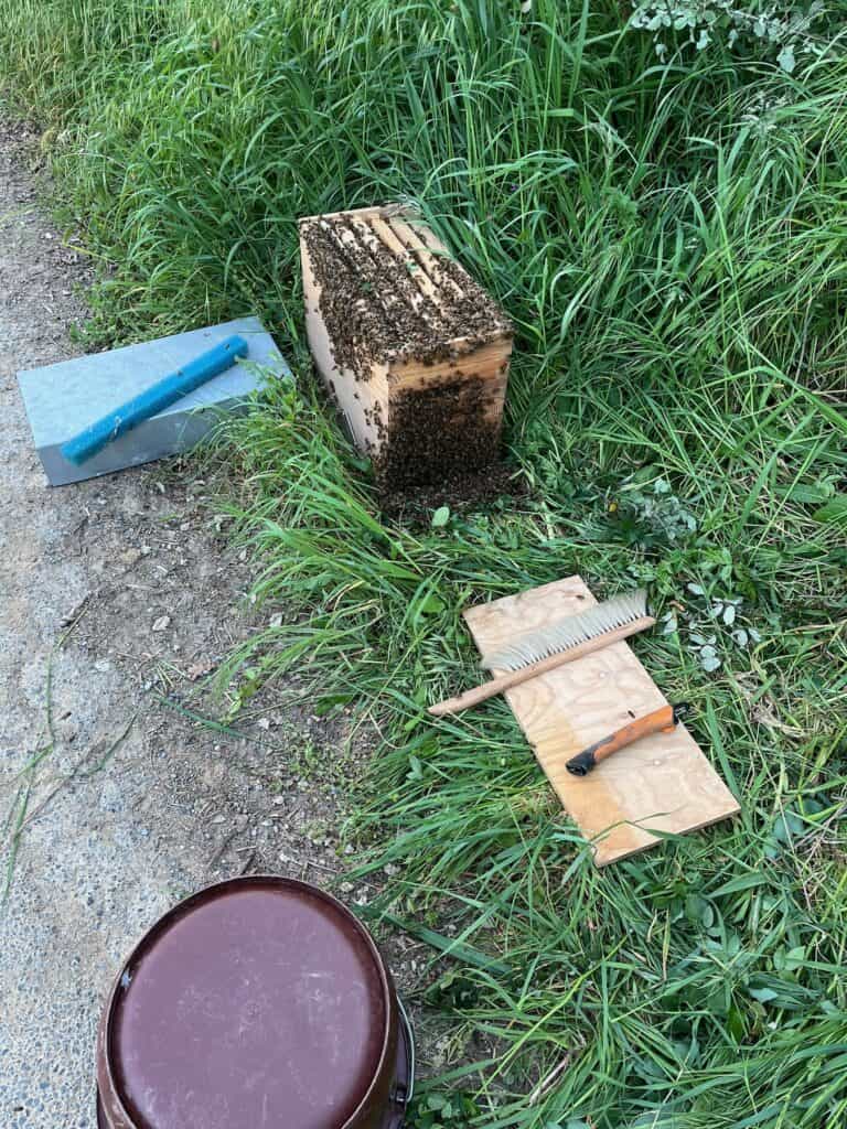 Ruche au sol avec un essaim en train de rentrer dedans, divers outils trainent.