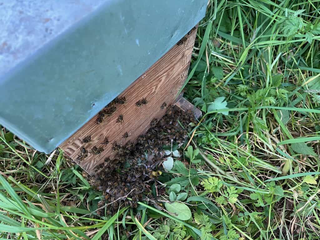 L'entrée de la ruche avec encore des abeilles dessus.