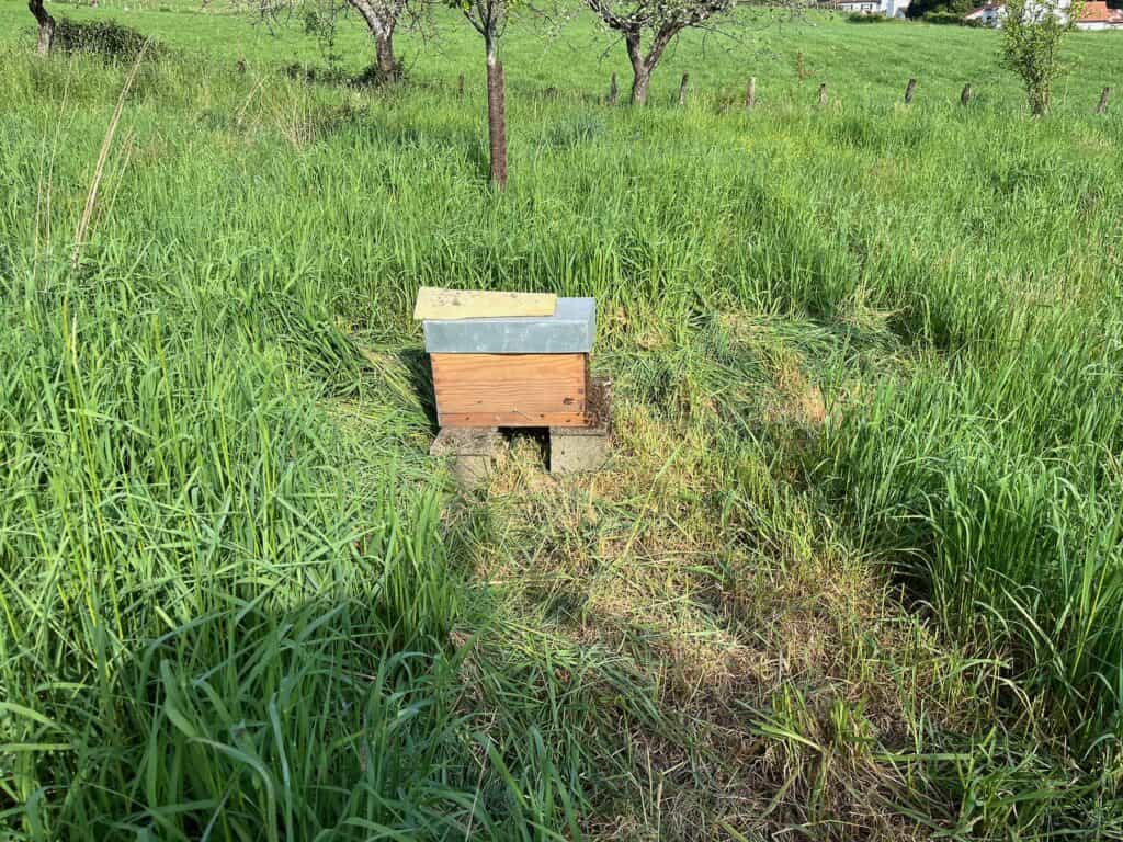 La ruche un jour après la récupération, on voit de nombreuses abeilles sur la planche d'envol.