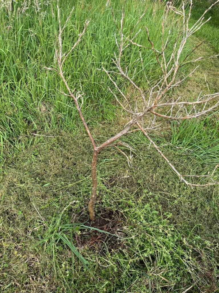 Un agrume qui a perdu toutes ses feuilles et dépéri !