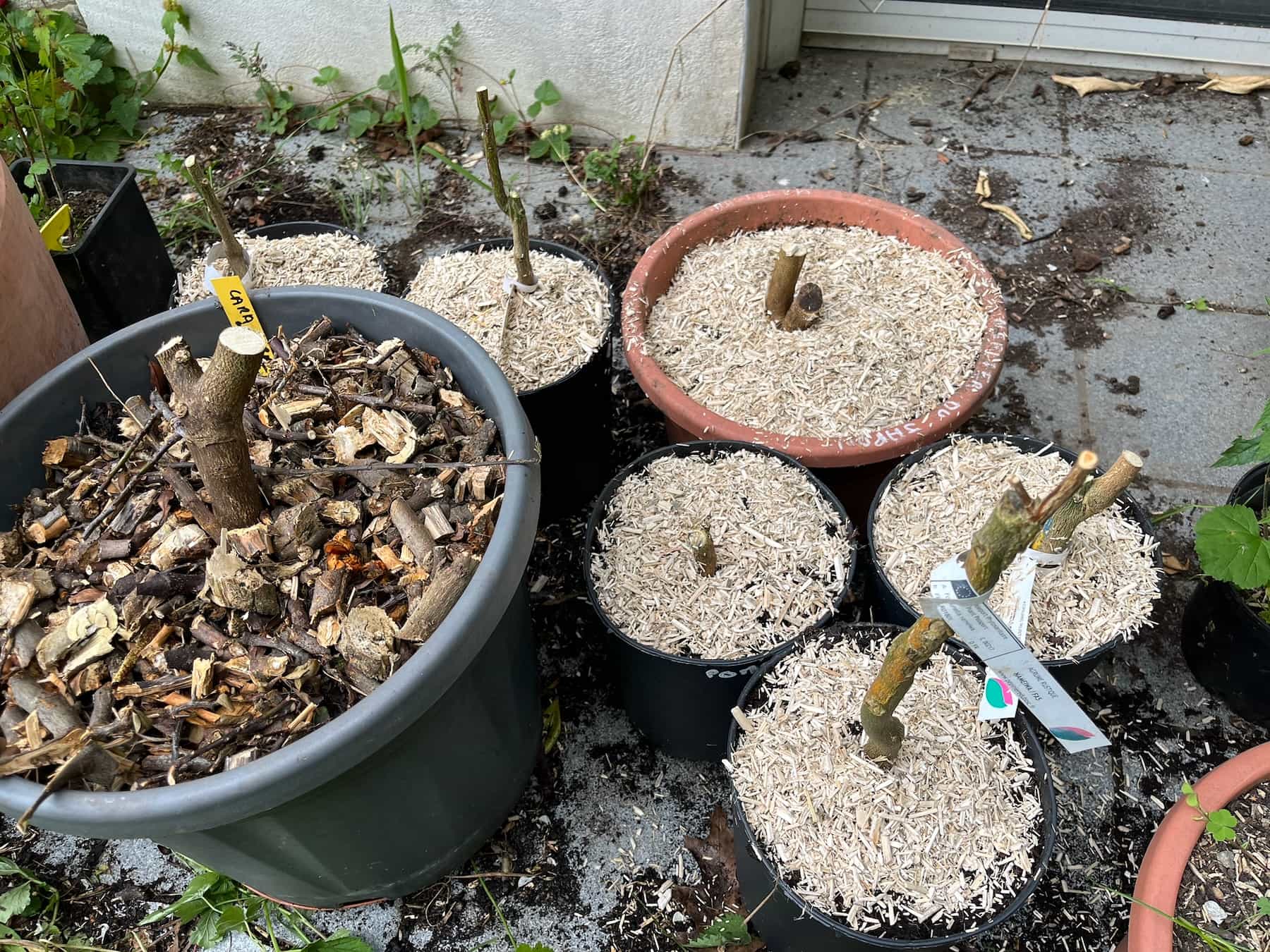 7 agrumes en pots coupé court suite au gel