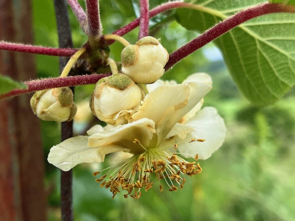 fleur de kiwi mâle