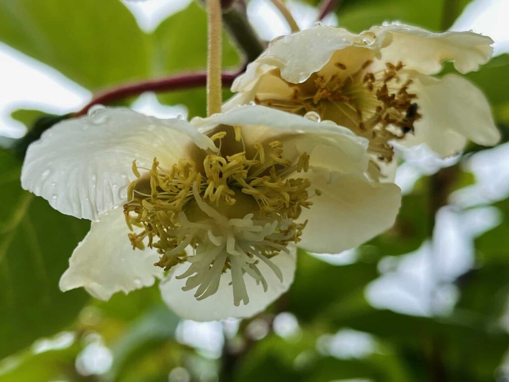Fleur de kiwi femelle