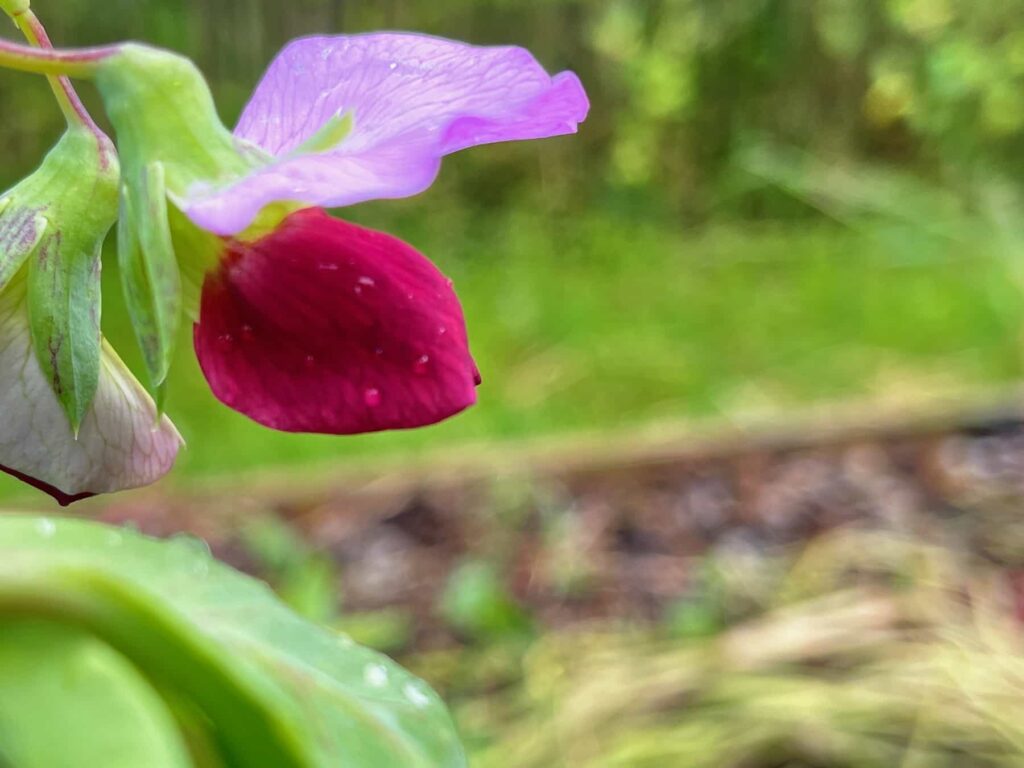 Fleur mauve et rouge de haricot bleu 