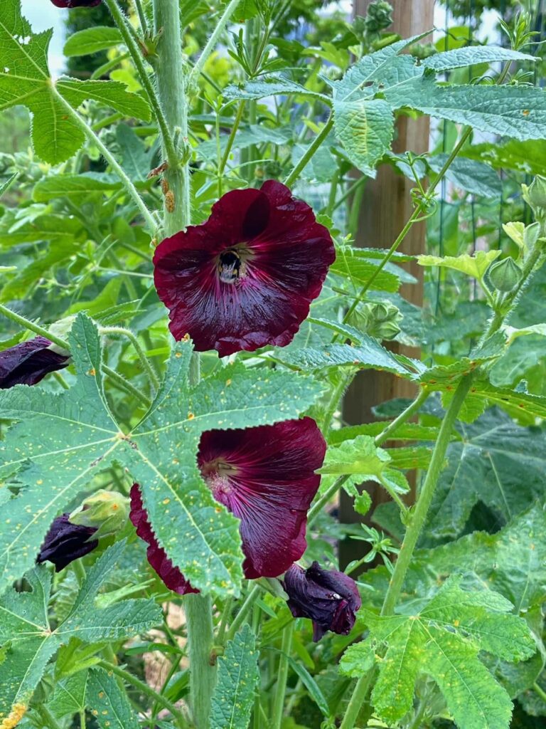 Fleur violette de rose trémière (oui, faut suivre)