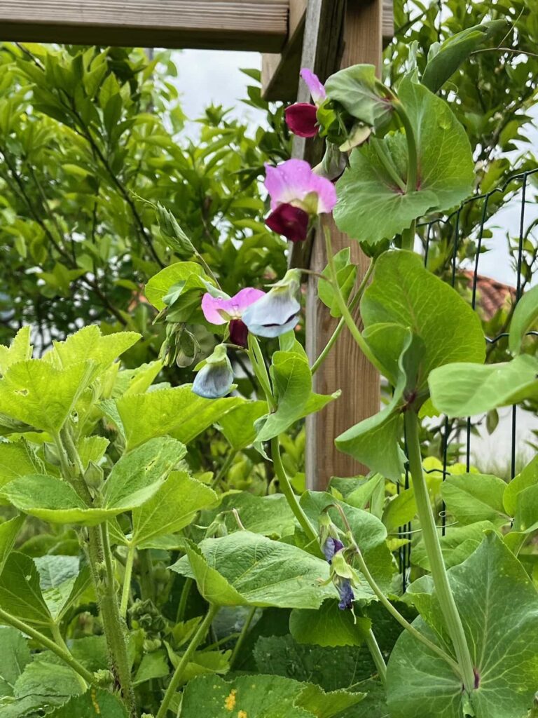 Fleur de haricot sur fond de roses trémières
