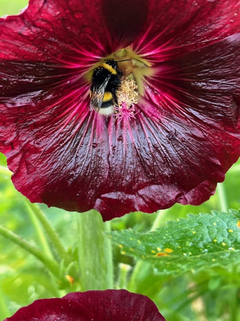 Bourdon se mettant à l'abris dans une fleur de rose trémière
