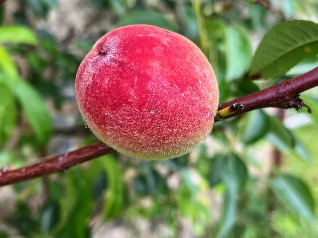 Bébé pêche bien rouge et poilu