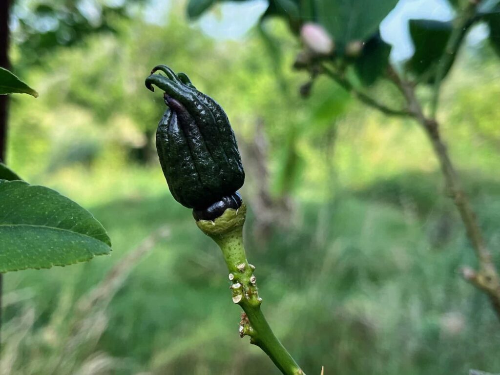 Main de boudha vert, sur un fond vert