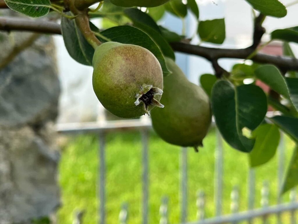Une petite poire le long d'une branche