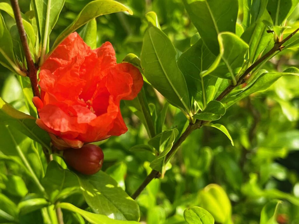 Une fleur rouge, au milieu du vert des branchages.