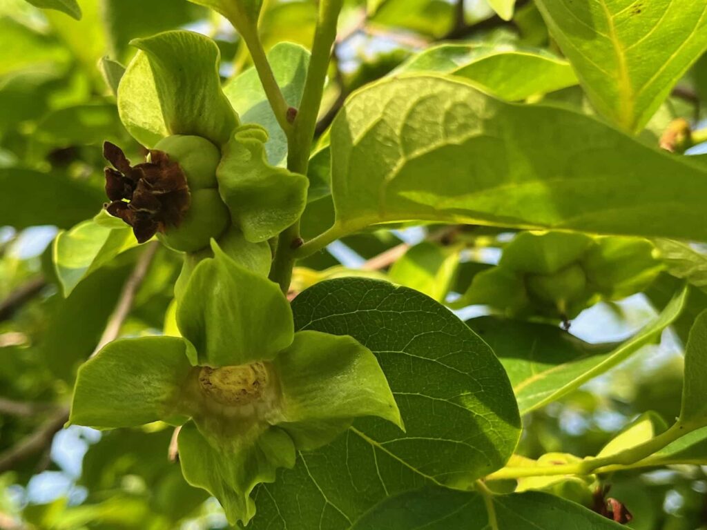 Deux fleurs de kaki, dont un avec un fruit
