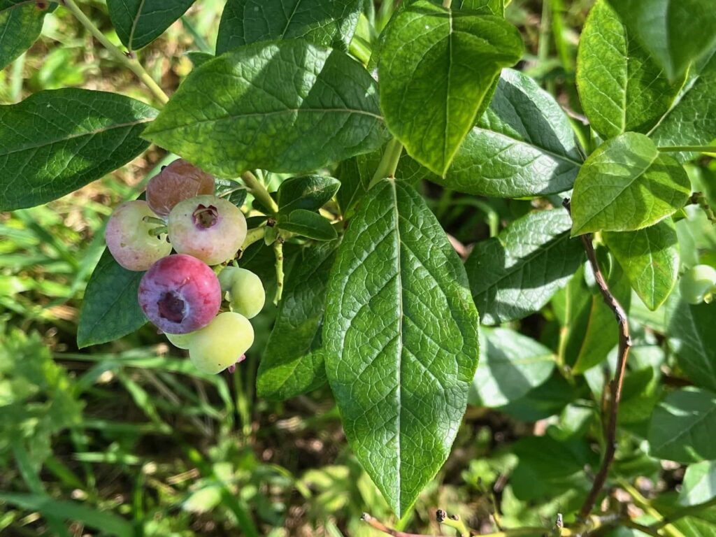 Quelques myrtilles en train de murir, sur fond de feuilles vertes