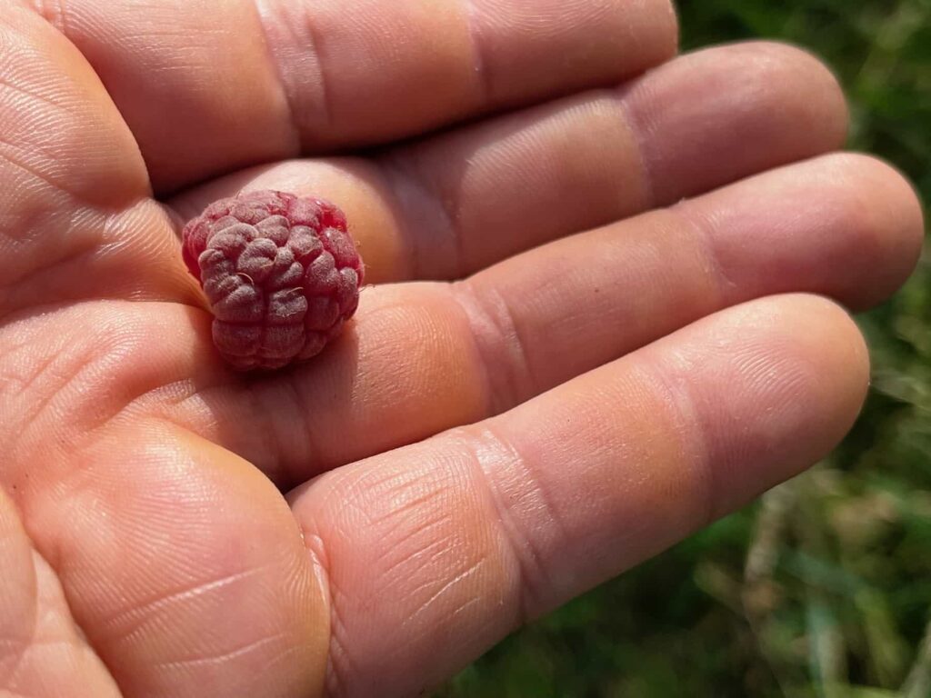 Une framboise dans ma main