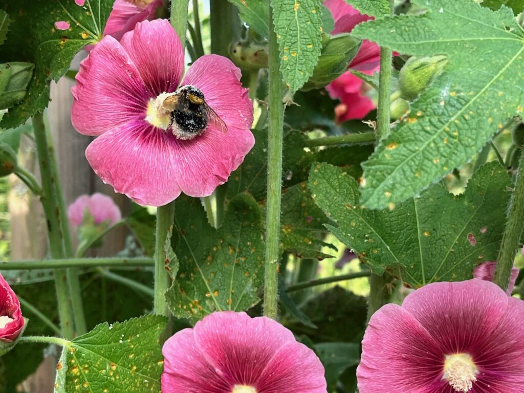 Un bourdon dans une fleur rose