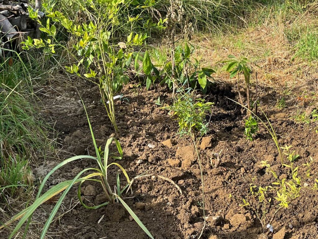 un petit carré de terre retourné dans lequel j'ai planté diverses plantes.