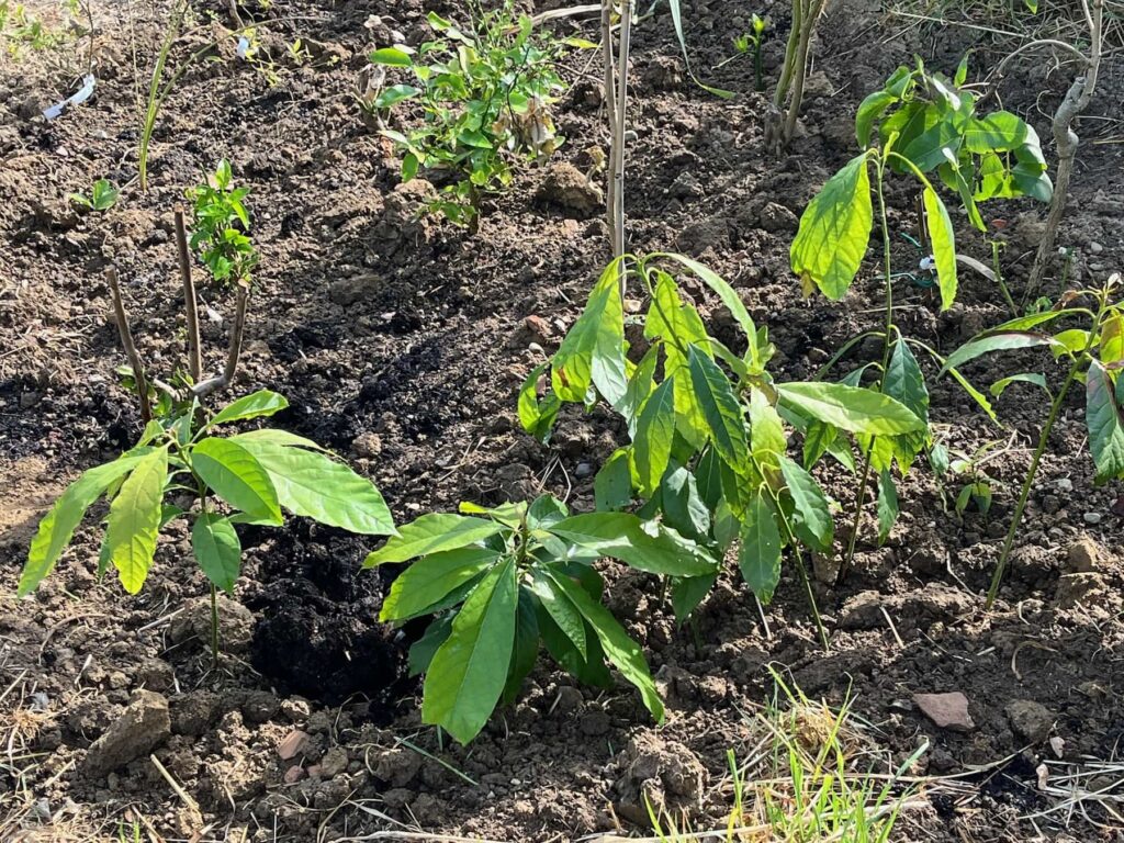 Des avocatiers planté en pleine terre.